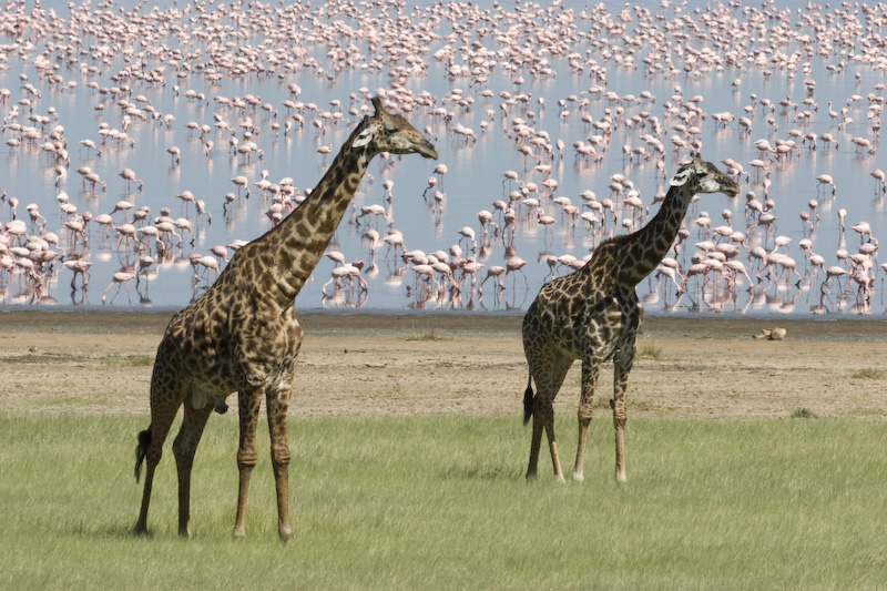 Giraffes And Lesser Flamingos Along Shore Of Lake Manyara